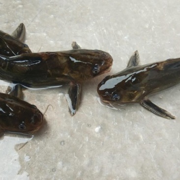 黄辣丁鱼苗，优良品种，生长速度快，基地直供，量大从优，提供