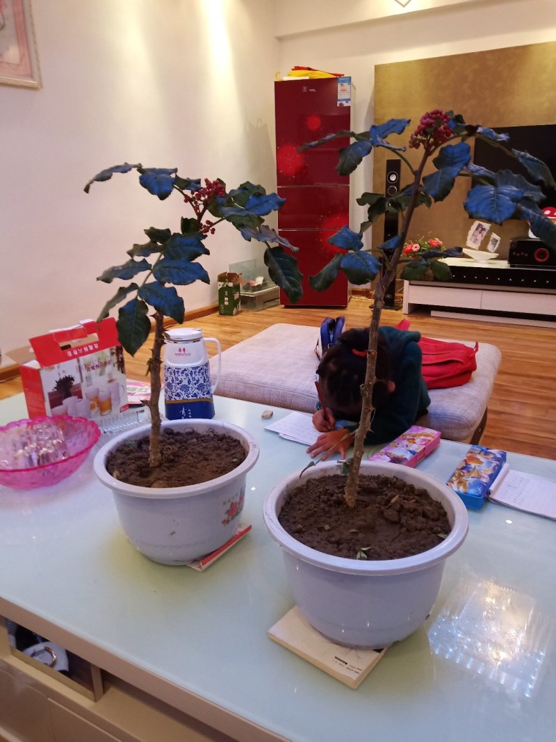 甘肃无刺花椒苗