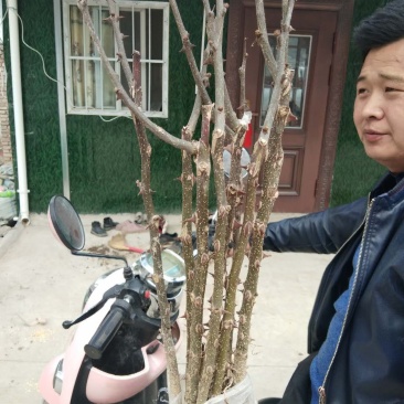 甘肃无刺花椒苗