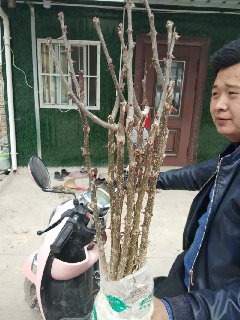 甘肃无刺花椒苗