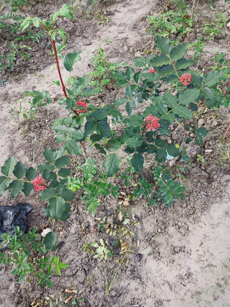 甘肃无刺花椒苗