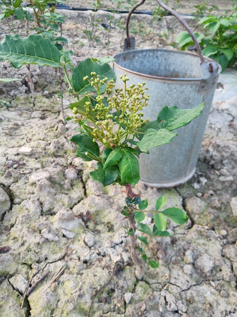 甘肃无刺花椒苗