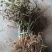 金银花苗百花一号金银花苗开花多，树形好管理