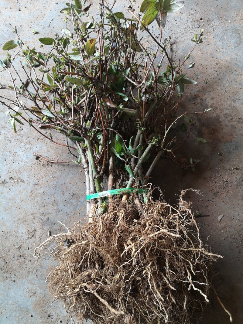 金银花苗百花一号金银花苗开花多，树形好管理