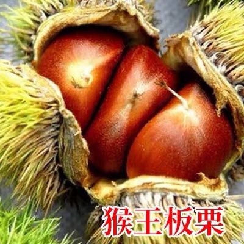 板栗苗，品种苗，嫁接苗，品种假一赔十，包挂果～包成活