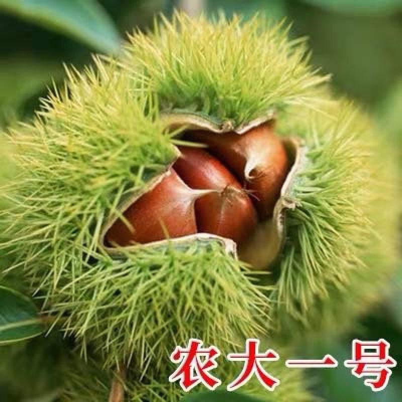 板栗苗，品种苗，嫁接苗，品种假一赔十，包挂果～包成活