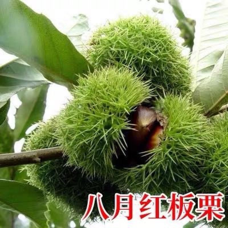 板栗苗，品种苗，嫁接苗，品种假一赔十，包挂果～包成活