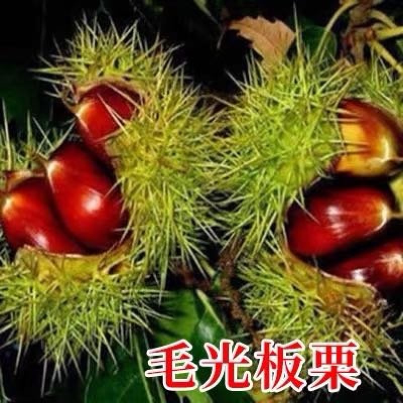 板栗苗，品种苗，嫁接苗，品种假一赔十，包挂果～包成活