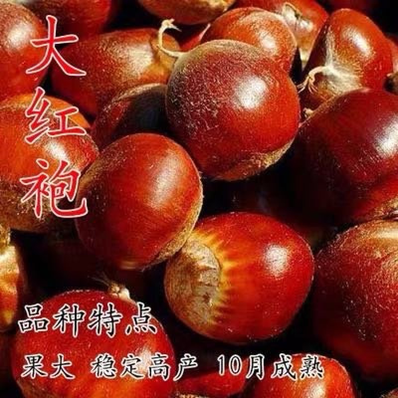 板栗苗，品种苗，嫁接苗，品种假一赔十，包挂果～包成活