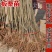 板栗苗，品种苗，嫁接苗，品种假一赔十，包挂果～包成活