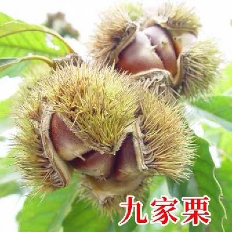 板栗苗，品种苗，嫁接苗，品种假一赔十，包挂果～包成活