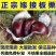 板栗苗，品种苗，嫁接苗，品种假一赔十，包挂果～包成活