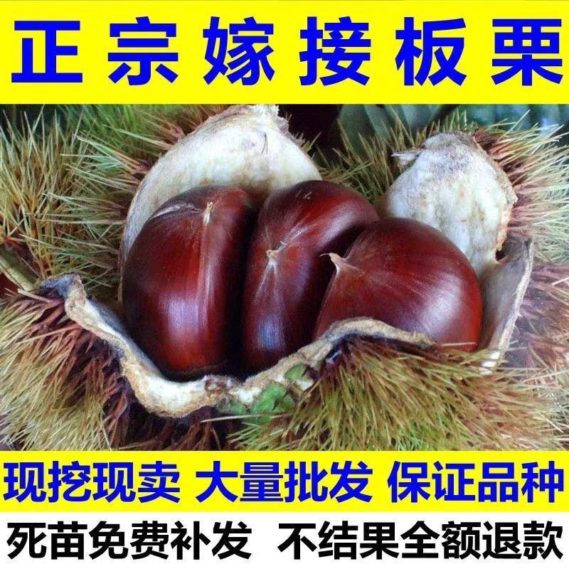 板栗苗，品种苗，嫁接苗，品种假一赔十，包挂果～包成活