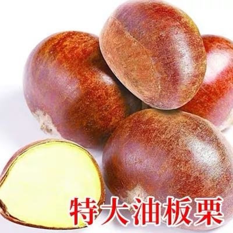 板栗苗，品种苗，嫁接苗，品种假一赔十，包挂果～包成活