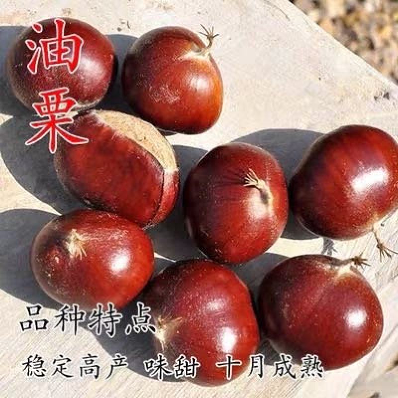 板栗苗，品种苗，嫁接苗，品种假一赔十，包挂果～包成活