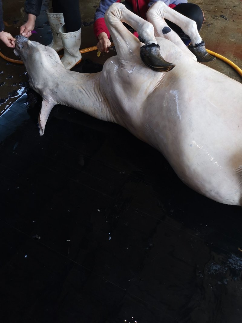 驴肉