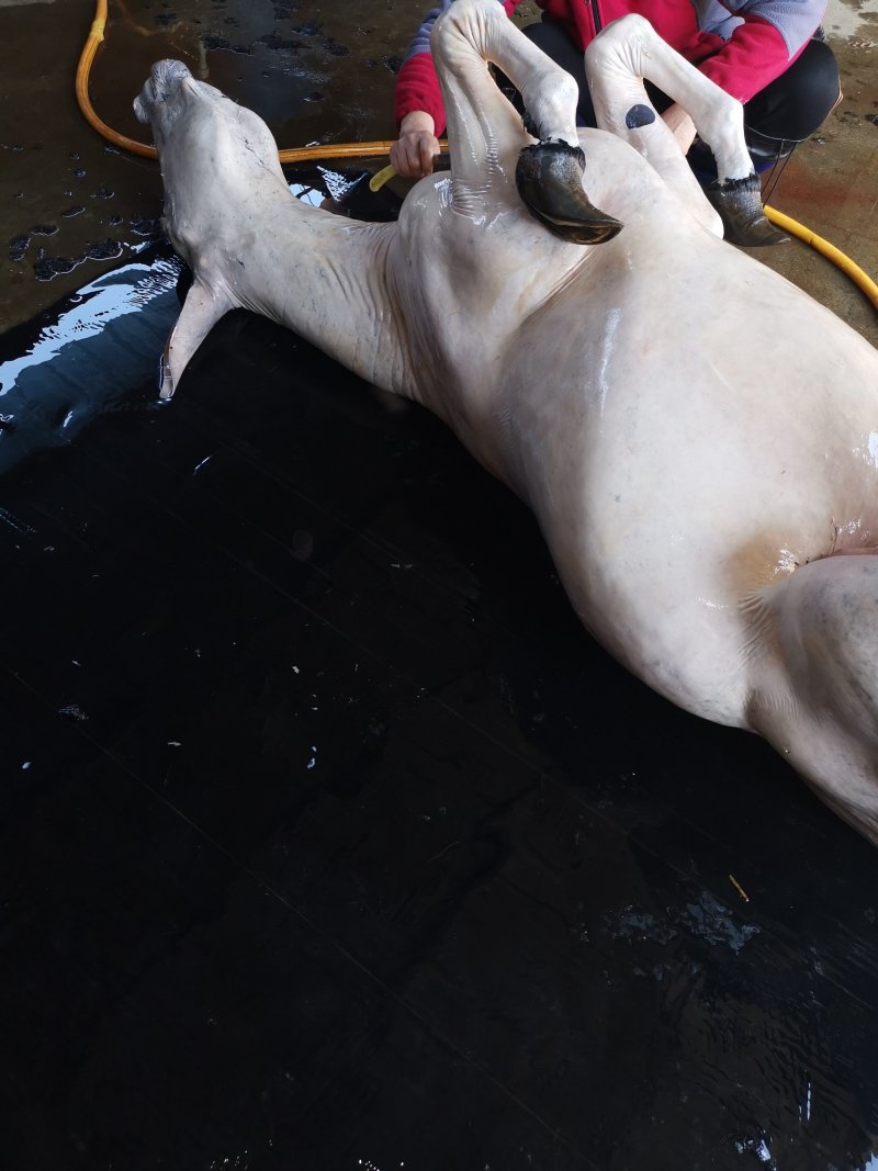 驴肉