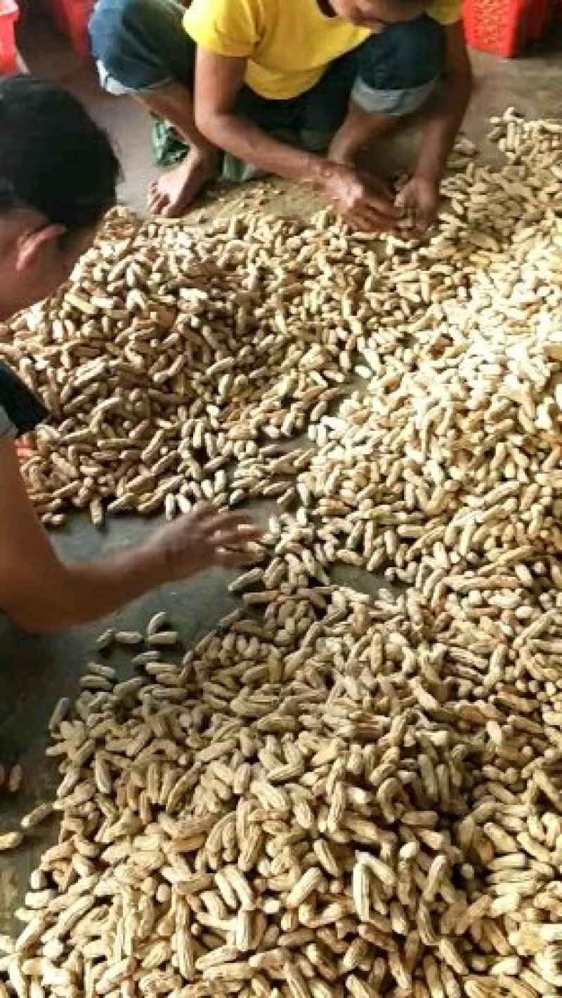 缅甸七彩花生
