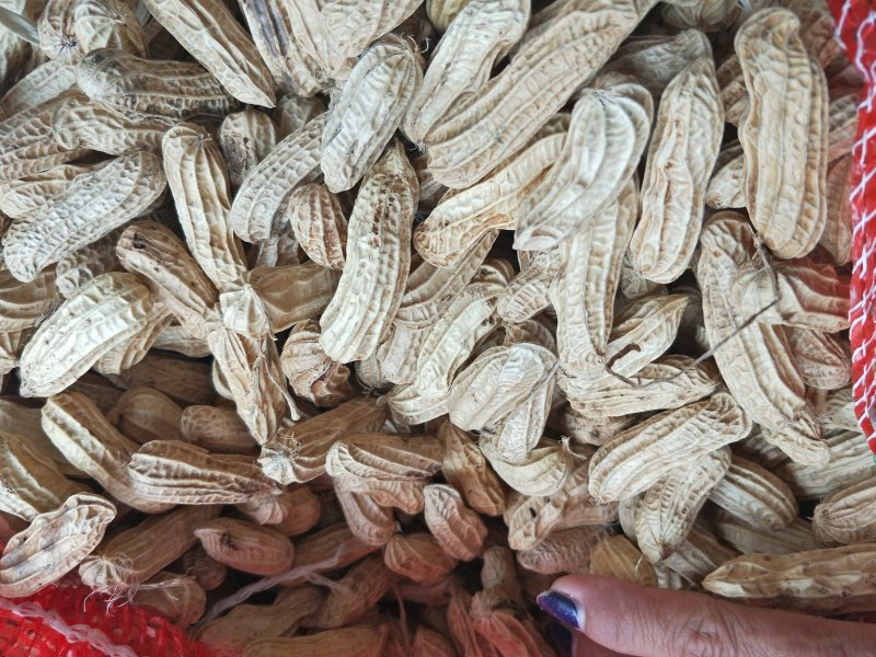 缅甸七彩花生