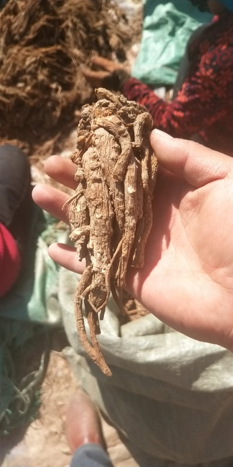 当归好货原产地供应长期保障品质有保证