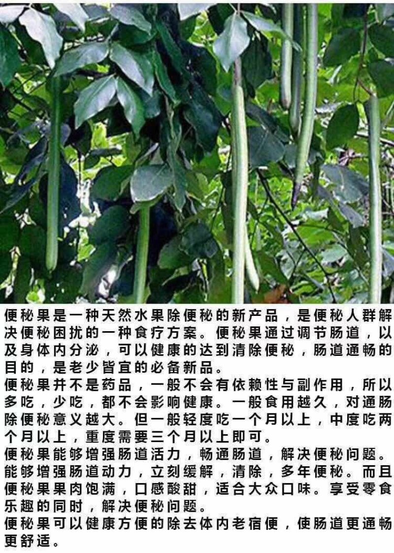 便秘果
