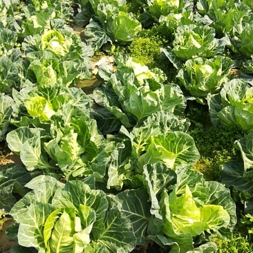 牛心包菜