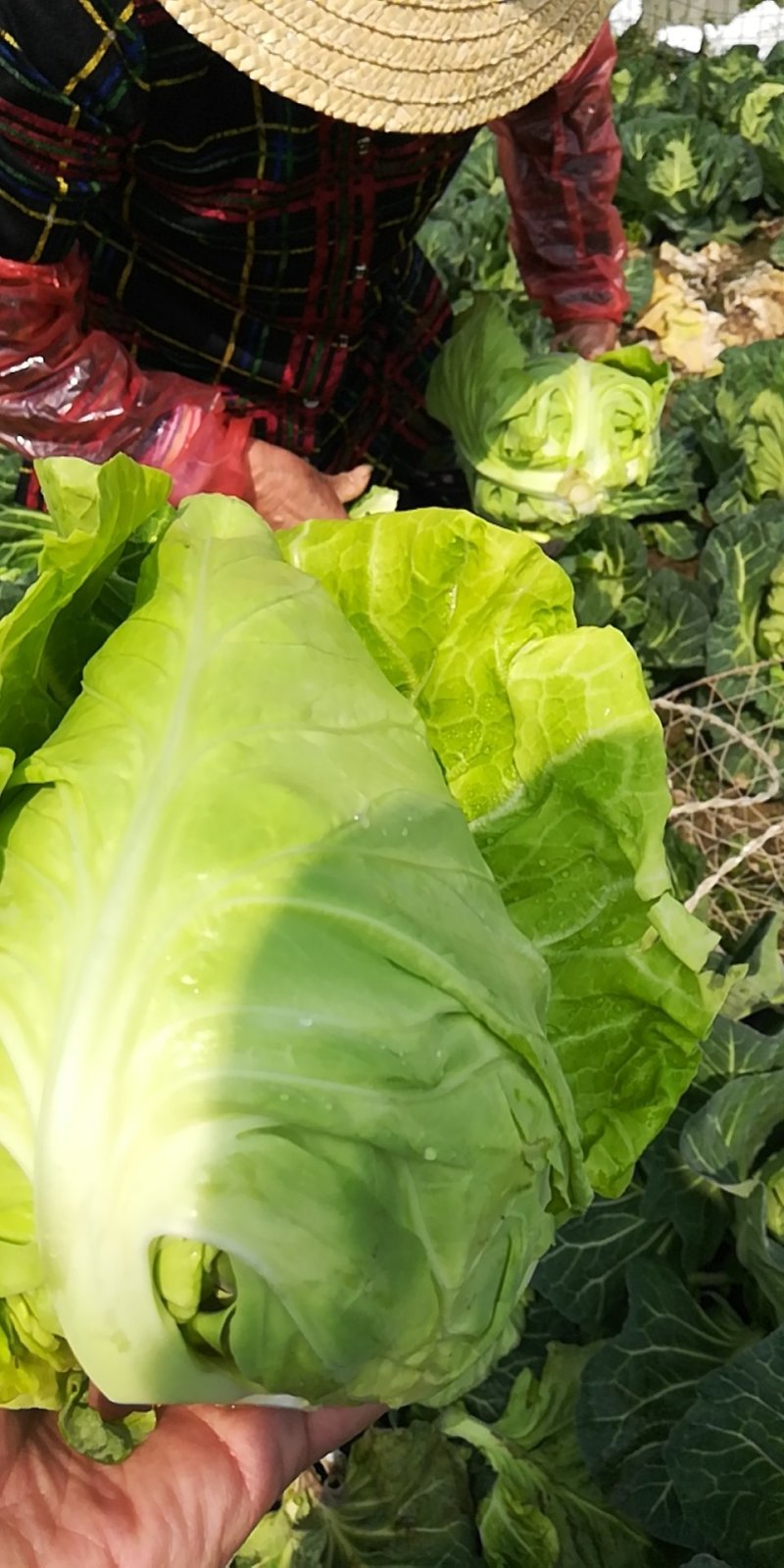 牛心包菜