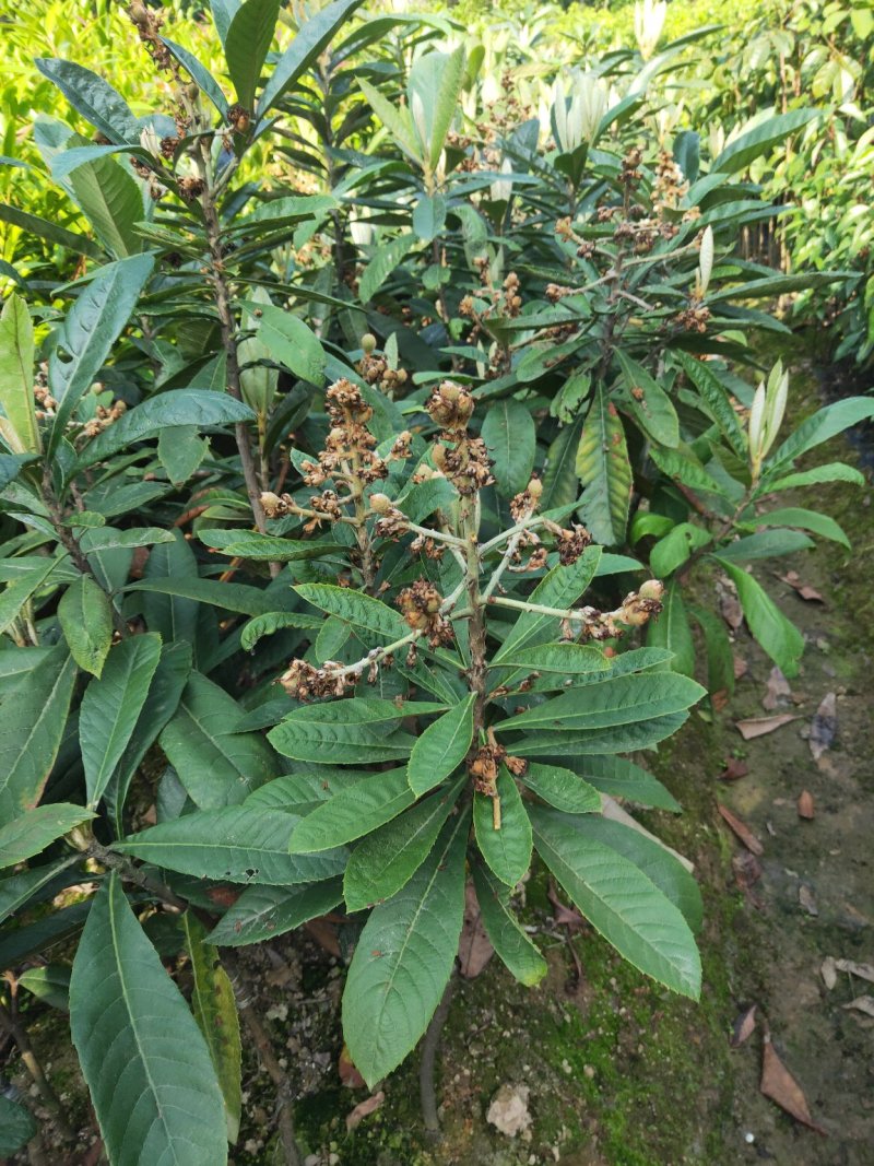 嫁接早钟枇杷中杯苗品种纯正早熟甜度好，经济价值高。