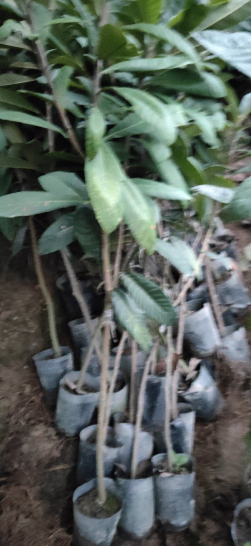 嫁接早钟枇杷中杯苗品种纯正早熟甜度好，经济价值高。