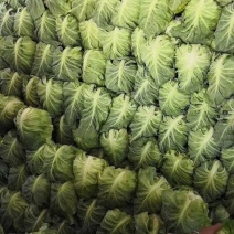 牛心菜