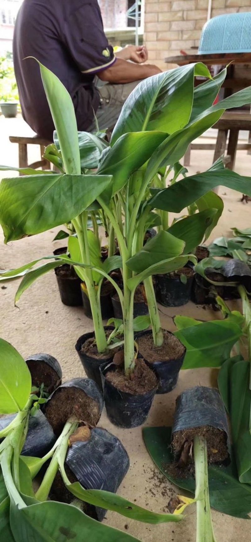 香蕉苗皇帝蕉苗红蕉苗威廉斯9号苗大量有货