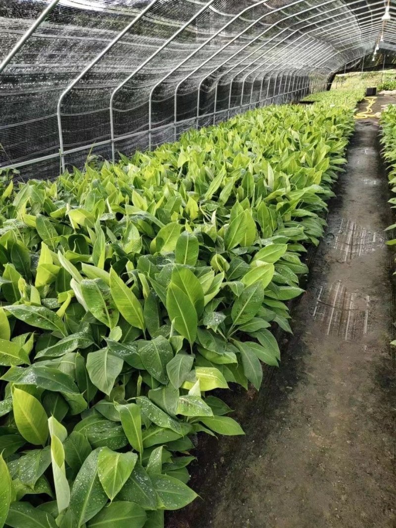 香蕉苗皇帝蕉苗红蕉苗威廉斯9号苗大量有货