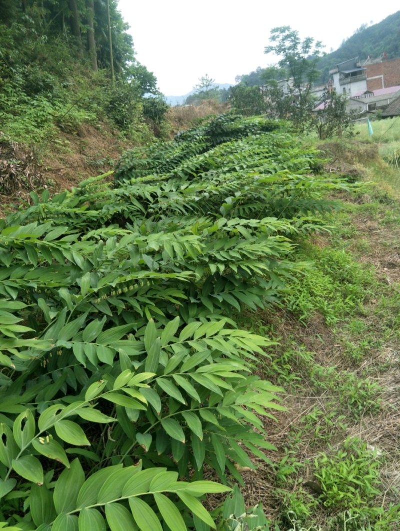 多花倒苗姜型黄精种苗，大量供应优质苗子，