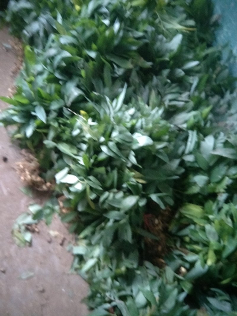 多花倒苗姜型黄精种苗，大量供应优质苗子，