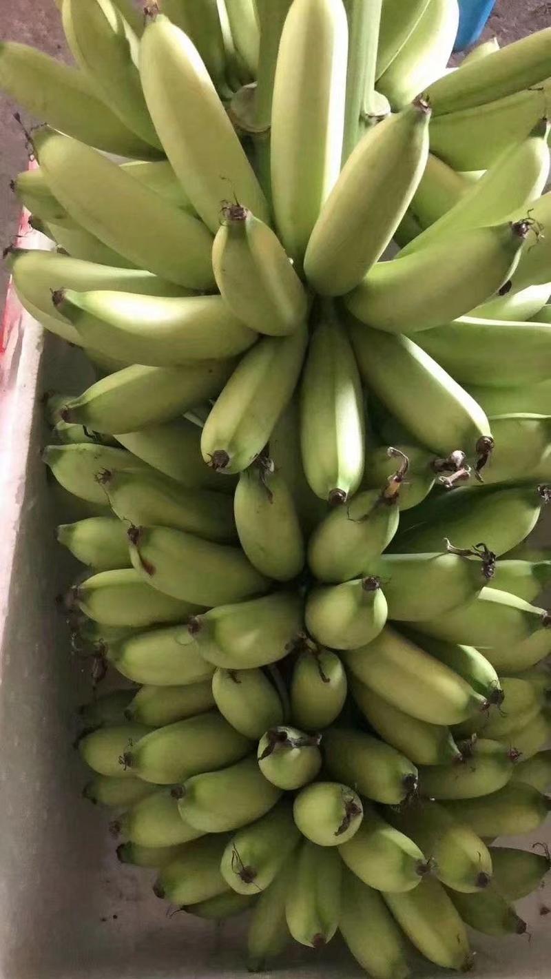 威廉斯9号香蕉苗中蕉九号香蕉黄帝蕉香蕉苗
