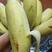 威廉斯9号香蕉苗中蕉九号香蕉黄帝蕉香蕉苗