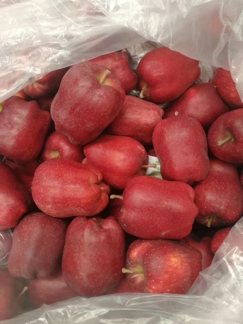 甘肃苹果精品花牛蛇果大量上市货源充足价格美丽欢迎来电