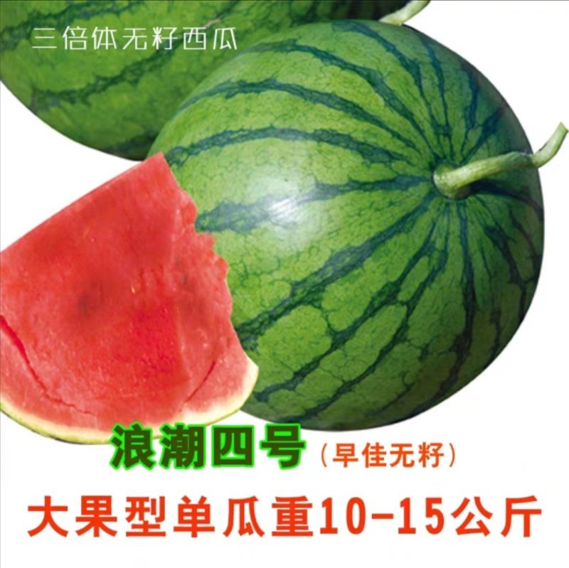 高产无籽西瓜种子浪潮四号红瓤三倍体无子花皮大果型春季早佳