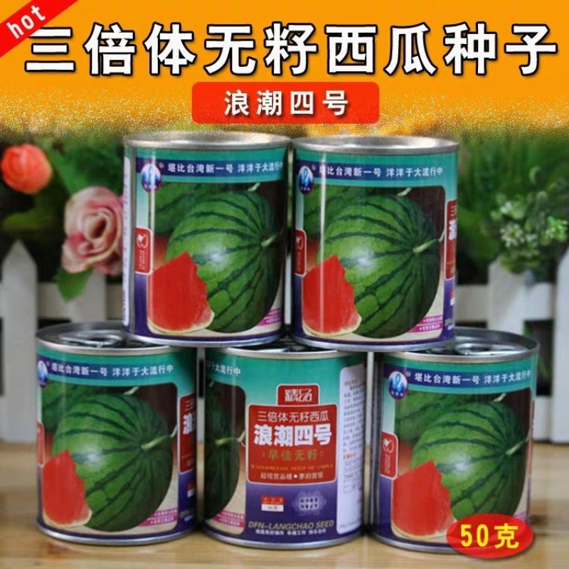 高产无籽西瓜种子浪潮四号红瓤三倍体无子花皮大果型春季早佳
