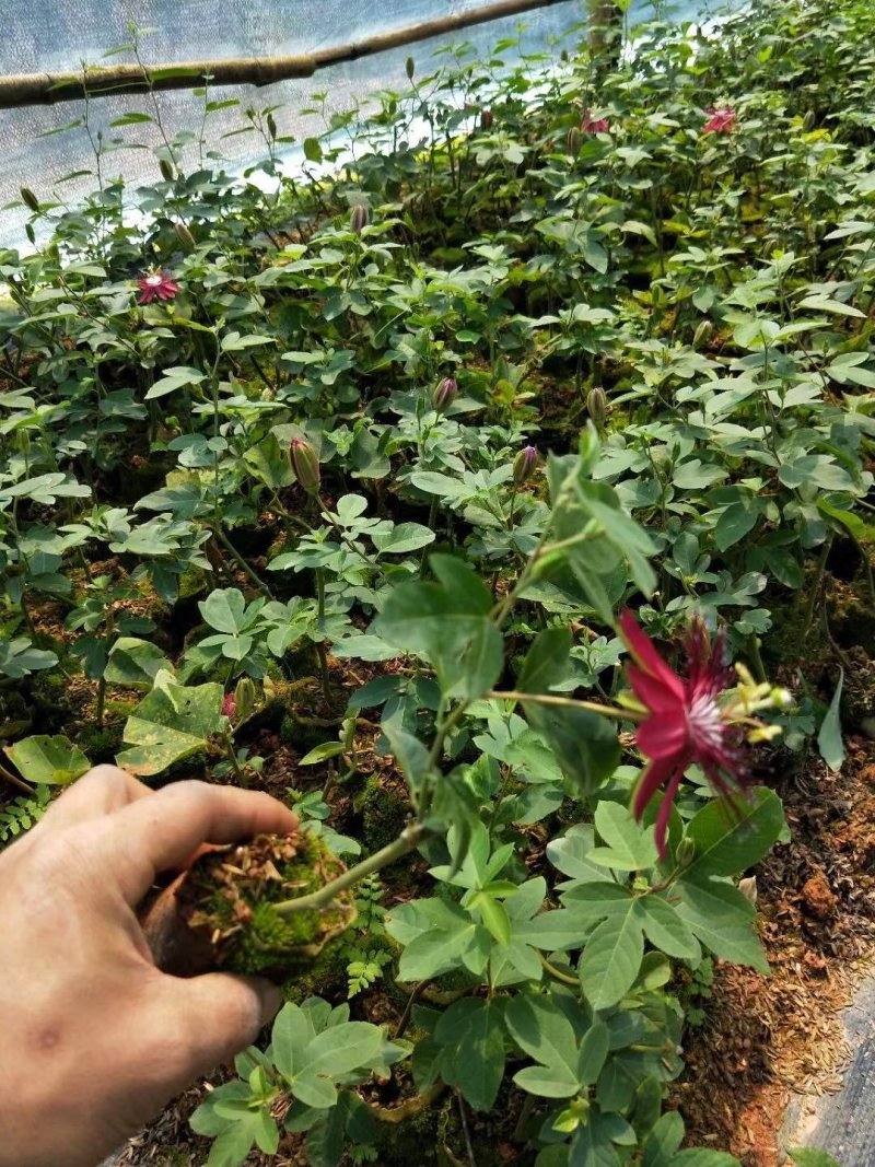 格玛丽特百香果苗西瓜百香果苗新品引进