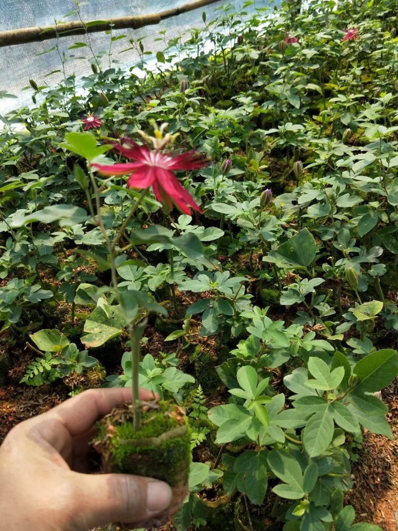 格玛丽特百香果苗西瓜百香果苗新品引进