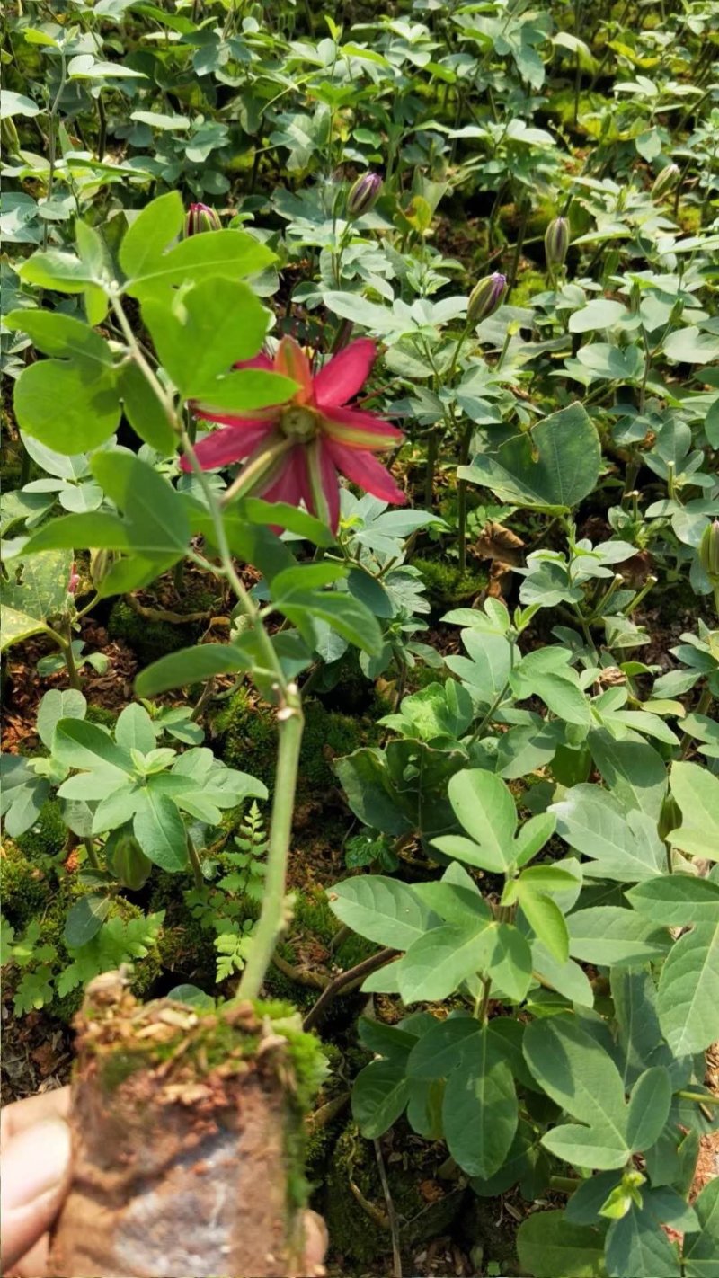 格玛丽特百香果苗西瓜百香果苗新品引进