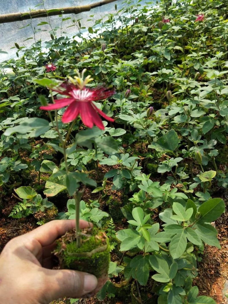 格玛丽特百香果苗西瓜百香果苗新品引进