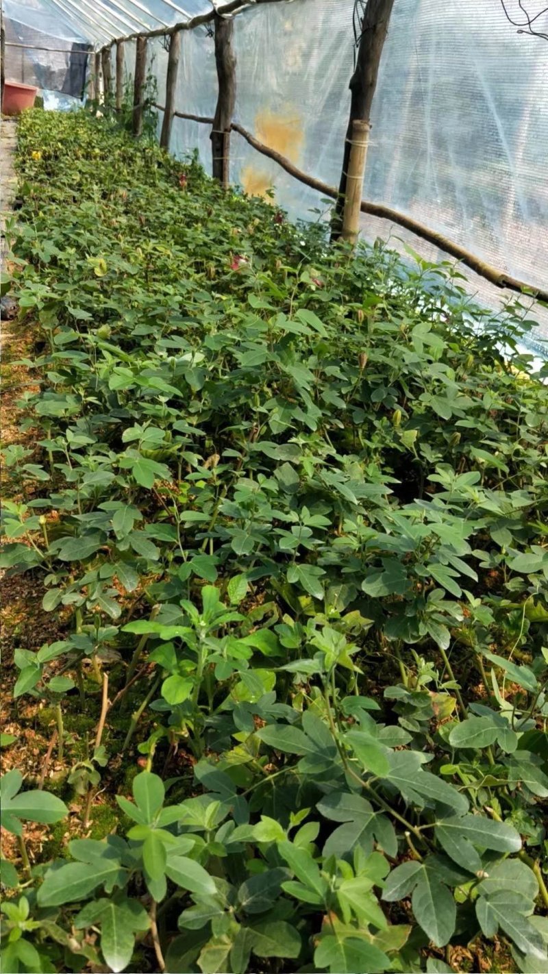 格玛丽特百香果苗西瓜百香果苗新品引进