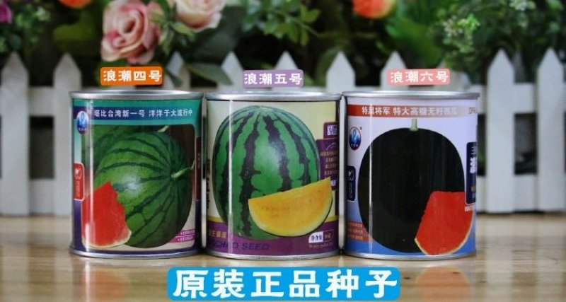 高产无籽西瓜种子浪潮四号红瓤三倍体无子花皮大果型春季早佳