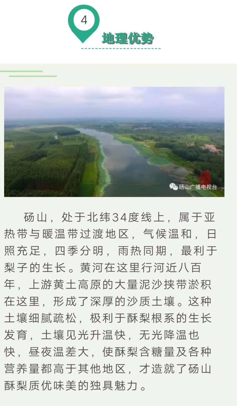 砀山县秋月梨酥梨，基地直采直销，货源稳定供货，支持出口