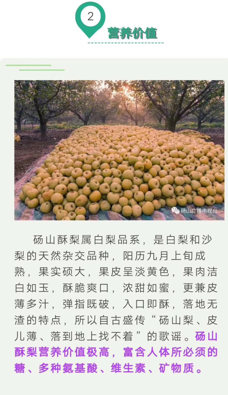 砀山县秋月梨酥梨，基地直采直销，货源稳定供货，支持出口