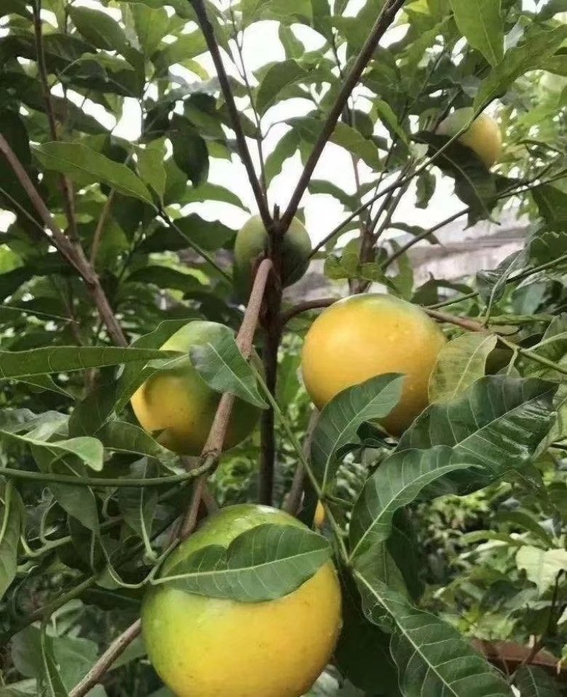 正宗黄晶果苗冬蜜四季黄晶果苗杯苗包邮