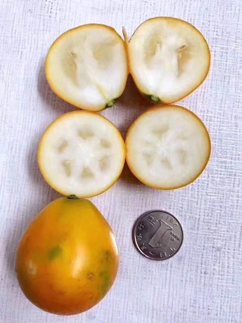 脆蜜金柑苗母本园嫁接脆蜜金柑苗广西融安脆蜜金桔苗