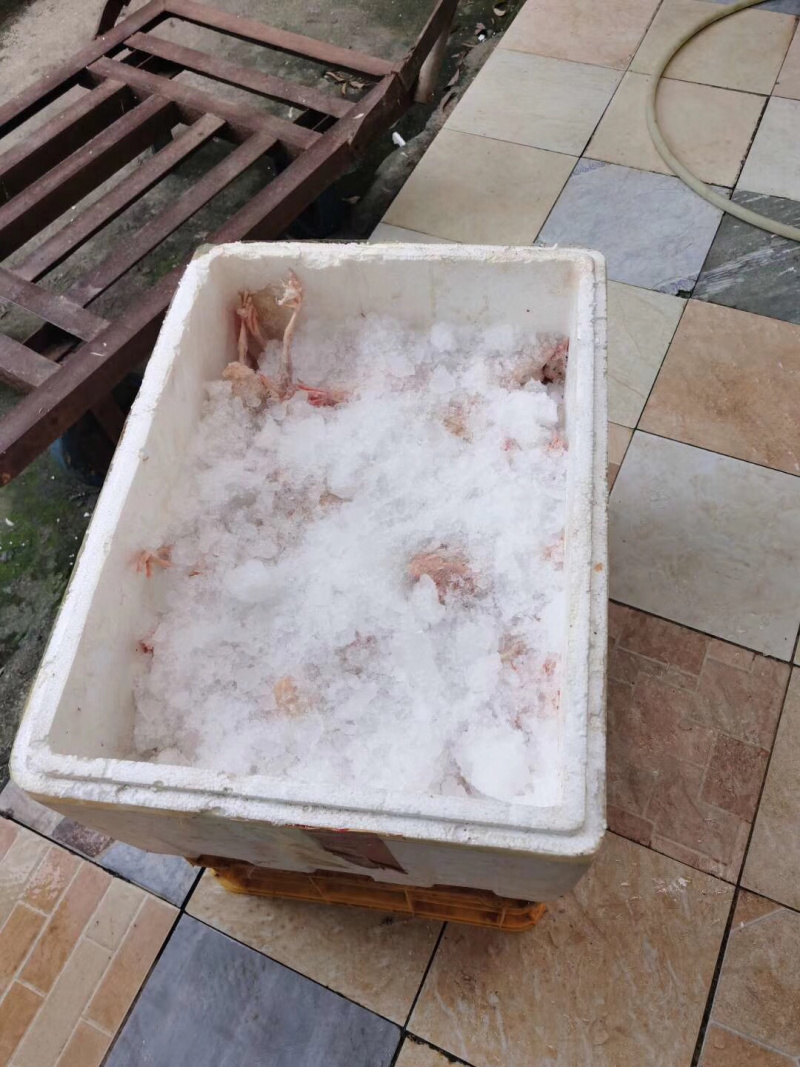 生鲜乳鸽，半净堂4两以上，饭店煲汤专用，批发零售，长期供应